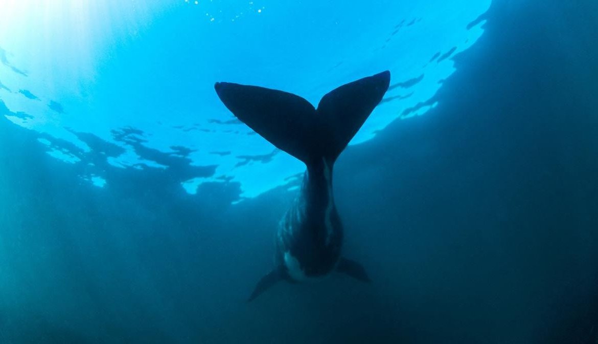 Un fotógrafo logra retratar "la imagen perfecta" de una ballena en Península Valdés_Revista de Fotografía Contrastes