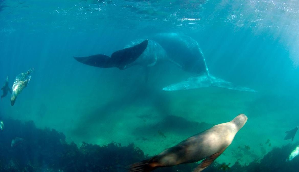 Un fotógrafo logra retratar "la imagen perfecta" de una ballena en Península Valdés_Revista de Fotografía Contrastes